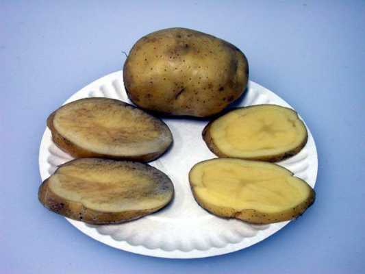 我们使用的马铃薯属于植物的哪种器官（　　）A．根B．茎C．果实D．种？马铃薯是什么植物