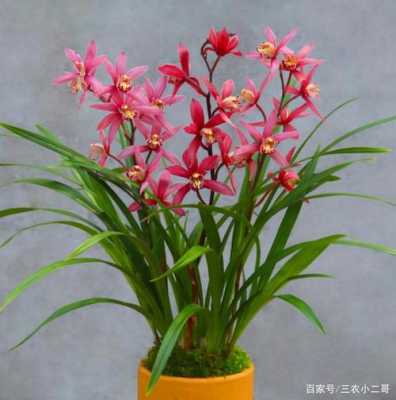 兰花用什么季节开花（兰花什么季节开花最香）