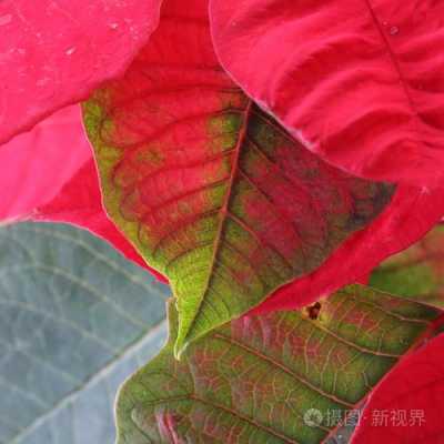 叶子长出来是红色慢慢变成绿色的是什么植物？植物由黄变绿