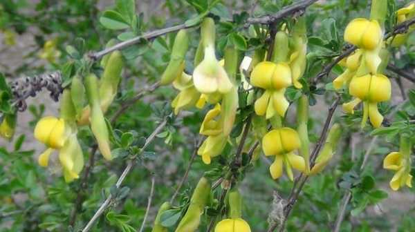 阳雀花和黄芪是同一种植物吗？类似黄芪的植物