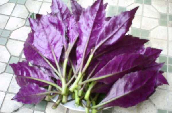 紫色的叶菜叫什么？鲜紫色叶子植物