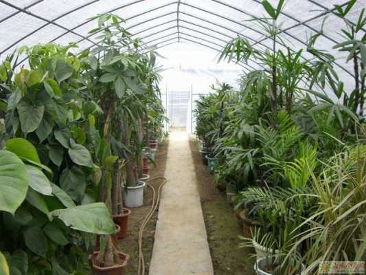 保温大棚能种什么植物？种植大棚养植物