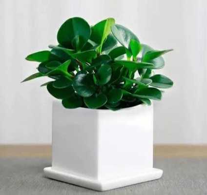 室内适合养什么植物？室内植物豆瓣绿