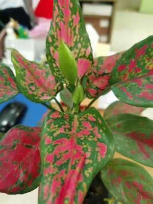 如意皇后每年都会开花？如意植物开花吗