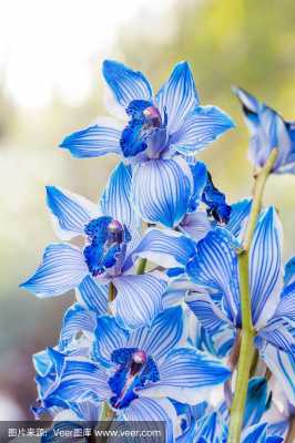 蓝色兰花品种（蓝色的兰花品种）