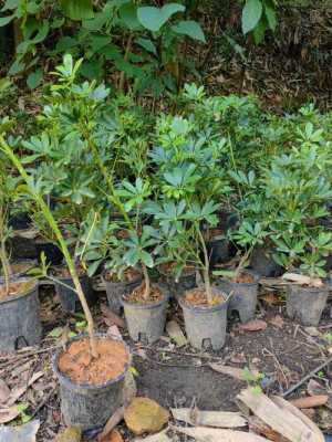 鸭掌木是招财树吗？植物鸭掌木图片