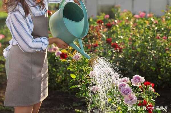 11月份给花浇水什么时候最好？不同季节植物浇水