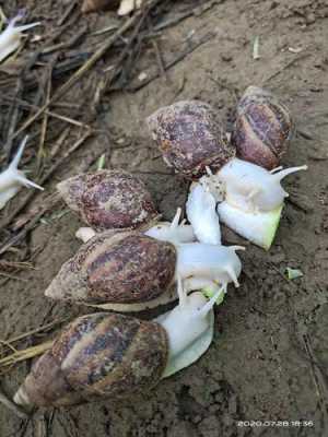 冬天如何给养在家外面的白玉蜗牛保暖(有没有最简单的办法)？白玉植物怎么养