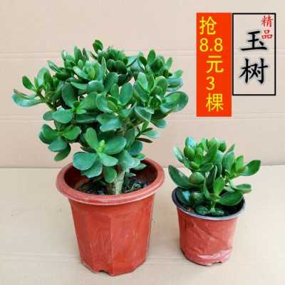 15年玉树老桩价值?植物燕子掌价格-图3 15年玉树老桩价值?植物燕子掌价格-图3