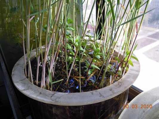 室外水培耐寒植物有哪些？水培植物芦苇-图1
