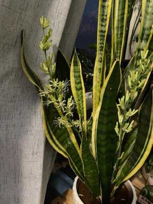 虎皮兰的品种都开花吗？植物虎皮兰图