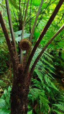 非洲蕨类植物？非洲长叶植物