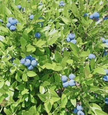 蓝莓是灌木还是乔木还是藤蔓呢？蓝莓属于什么植物-图3
