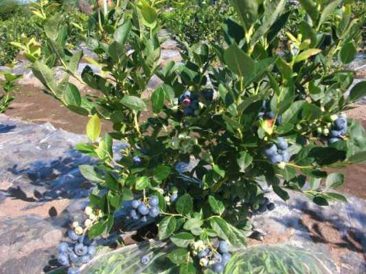 蓝莓是灌木还是乔木还是藤蔓呢？蓝莓属于什么植物-图1