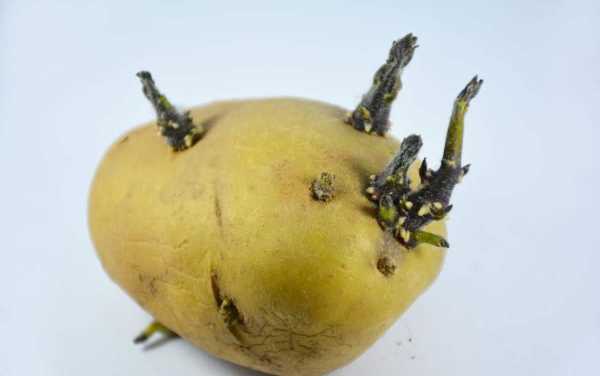 怎样判断土豆发芽图片？马铃薯植物的图片