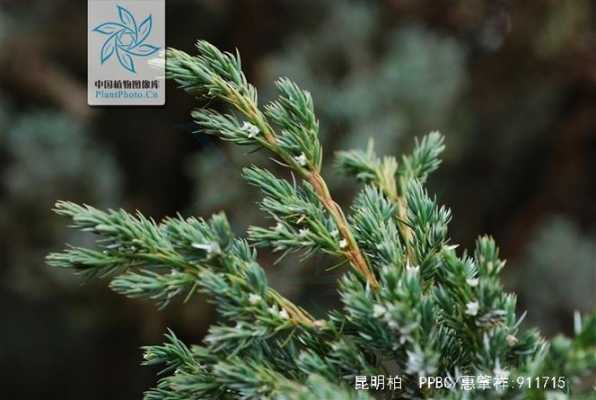 柏西怀丁读音？圆柏植物发音