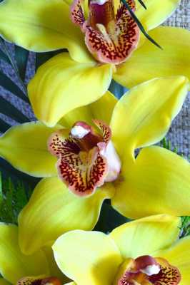 开黄颜色花的名贵兰花（开黄颜色花的名贵兰花有哪些）-图2