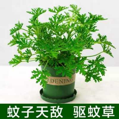 驱蚊的植物？最能驱蚊的植物