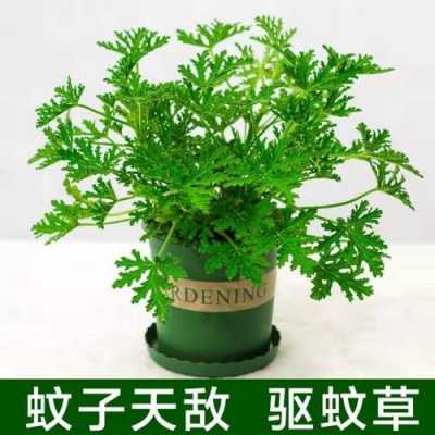 驱蚊的植物？最能驱蚊的植物-图1