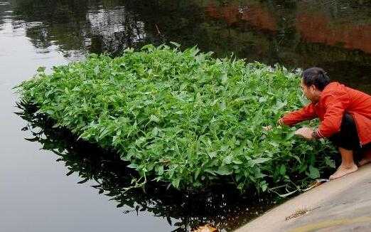 池塘上面怎样种植空心菜？水上浮排植物