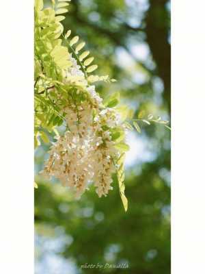 槐花属于什么类？槐花是什么植物
