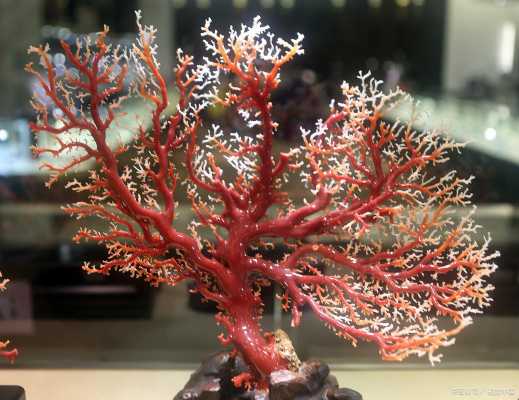 珊瑚如何养护？植物珊瑚怎么养护