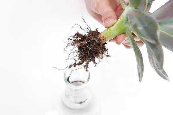多肉植物泡水生根可以吗？植物浸水生根