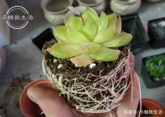 多肉植物泡水生根可以吗?植物浸水生根-图3 多肉植物泡水生根可以吗?植物浸水生根-图3