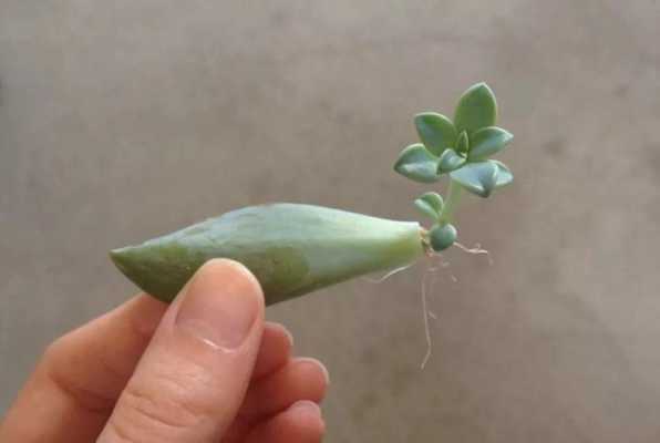 多肉植物泡水生根可以吗?植物浸水生根-图2 多肉植物泡水生根可以吗?植物浸水生根-图2