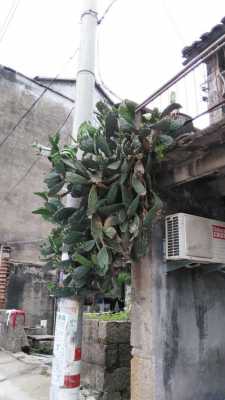 平房顶上长了很多仙人掌好不好？辟邪高大的植物