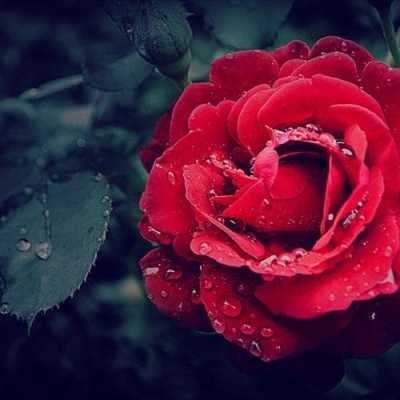 用红色的玫瑰做头像的性格？红色花植物头像-图3