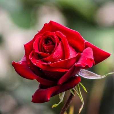 用红色的玫瑰做头像的性格？红色花植物头像-图1