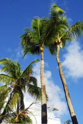 椰树的特点？椰树属于什么植物