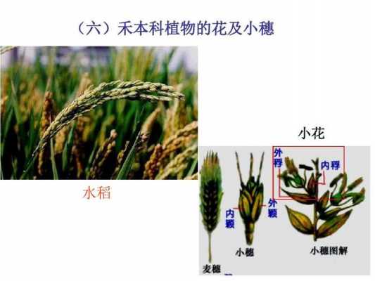 水稻是什么植物(种子还是被子？)？水稻试什么植物
