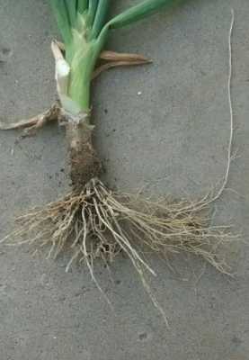 葱是直根系还是须根系？葱的植物结构-图1