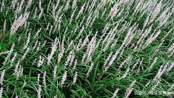 麦冬养殖方法和注意事项？麦冬植物养殖方法-图2