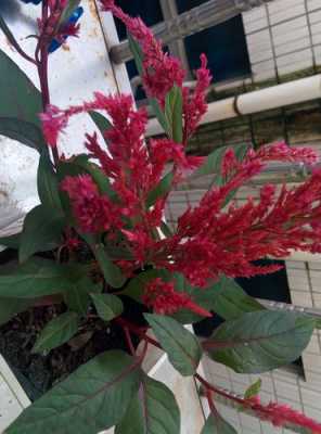 红色小花叫什么名字？家养红色小花植物-图1