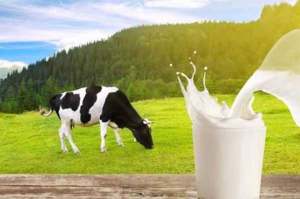 葡萄糖和牛奶喷潵植物叶面好吗？用牛奶浇灌植物-图1