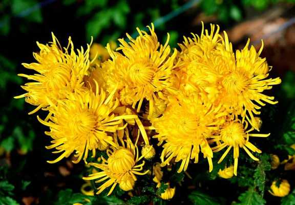 金菊源是什么？金菊植物图片