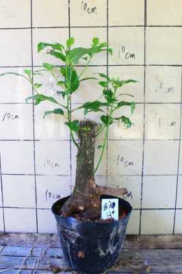香樟树可以在室内盆栽吗？盆栽沉水植物