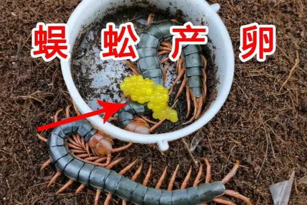 蜈蚣为什么会抱着卵？植物土里 蜈蚣卵