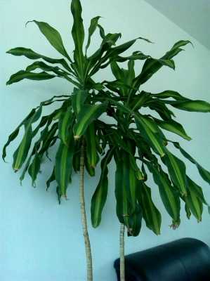 这种绿色植物叫什么？有点像巴西铁？植物巴西铁图片