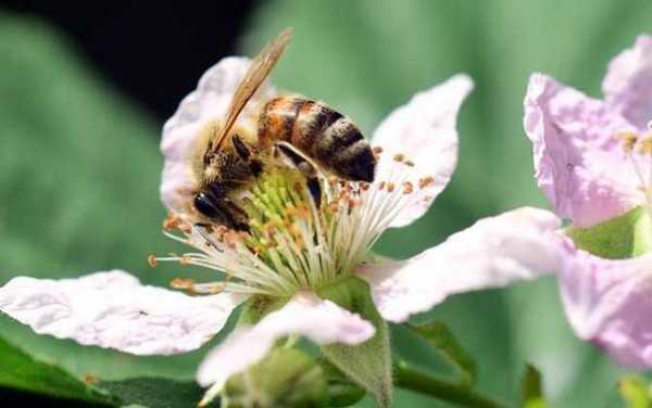 蜜蜂为什么怕马蜂？蜂的天敌植物