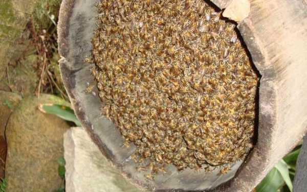 耐热最好的中蜂品种？华南 蜜粉植物-图2