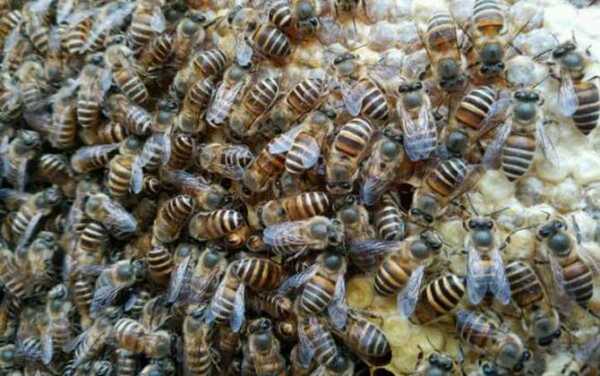 耐热最好的中蜂品种？华南 蜜粉植物-图1