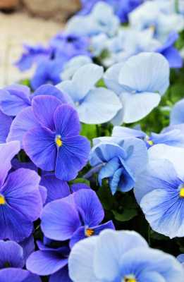 蓝色紫罗兰花语（蓝色紫罗兰花图片）