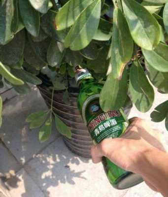 啤酒可以浇什么花？喝酒加的植物
