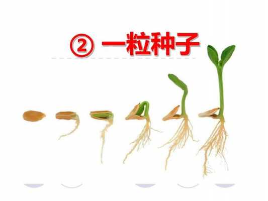 一粒种子可以发育成植株 是什么作用？植株是什么植物-图1