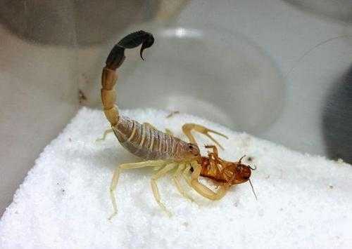 蟑螂最怕动物？蝎子怕什么植物