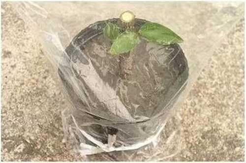植物套塑料袋要多久？植物发芽需要多久